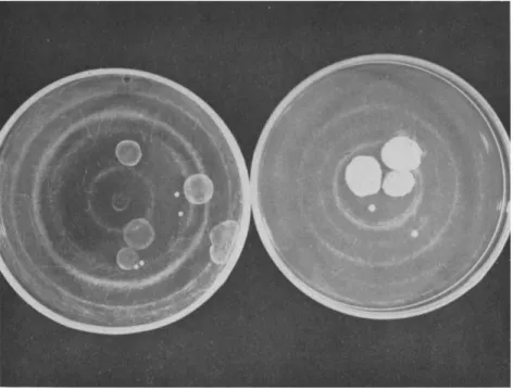 FIG. 2.  T h e experimental detection of extrachromosomal heredity following a re- re-ciprocal cross in Neurospora in which one parent was SG and the other N