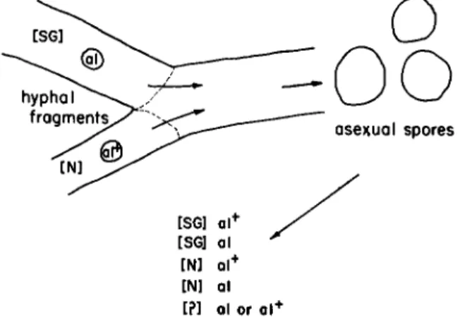 FIG. 3.  T h e vegetative transmission of extrachromosomal properties. Following  asexual hyphal fusions extrachromosomal attributes may be found to be recombined  with nuclei of a genotype with which they were not previously associated