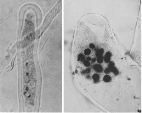 FIG. 4. Observations on pollen development  in vitro.  Left, pollen tube of  Antir- Antir-rhinum majus with three nuclei and dividing generative nucleus; right, cluster of male  nuclei in pollen tube of Cupressus sempervirens