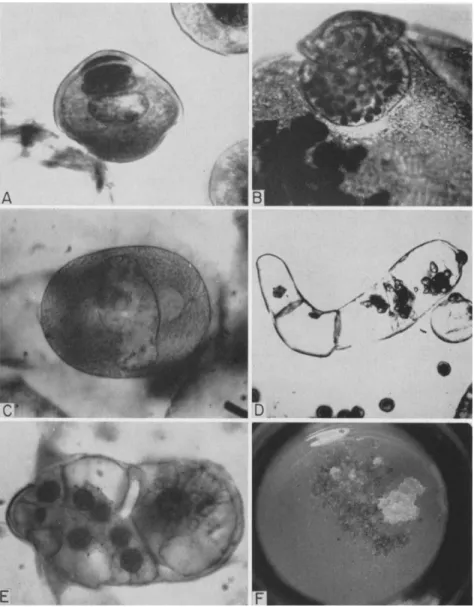 FIG. 5. Development of Ginkgo biloba pollen in vitro (normal): A, mature pollen  grain; B, starch grains in plastids of generative cell; C, sperm mother cell prior to  division to form two motile sperm; (abnormal): D, septate pollen tube; E, cluster of cel