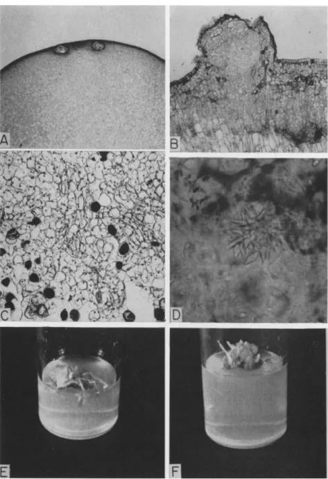 FIG. 7. Characteristics of a tissue culture derived from the haploid female gameto- gameto-phyte of Ginkgo biloba L.: A, section through the apical end of the female gametogameto-phyte 