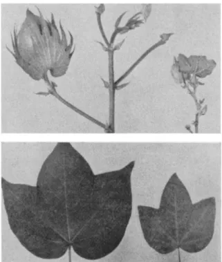 FIG. 1. Leaf and flowering branch from doubled haploid cotton plant (left) derived  from haploid plant (right) by colchicine treatment