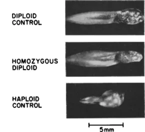 FIG. 2. Androgenetic homozygous larvae of Rana pipiens compared to a diploid  control and an androgenetic haploid control