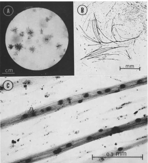 FIG. 3. At progressively higher magnification the distinctive fibrous-appearing colo- colo-nies can be identified as colocolo-nies of skeletal muscle cells by the same criteria used to  identify skeletal muscle in vivo