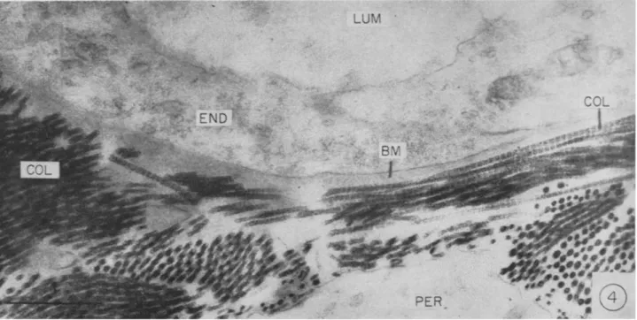 FIG. 4. Portion of capillary of hamster cheek pouch. The basement membrane (BM) is seen as a homogeneous band limited by  collagen fibrils (COL); LUM, lumen; END, endothelium; PER, perivascular cell (Fernando et al., 1964)