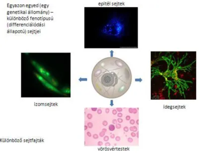 1.7. ábra - A génkifejeződés első lépése: transzkripció