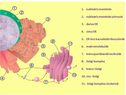 3.2. ábra - Szekrécióban résztvevő sejtorganellumok