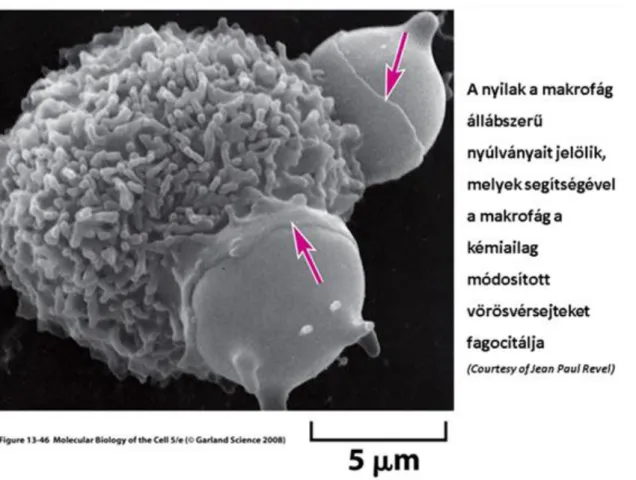 3.3. ábra - Makrofágok fagócitózisa