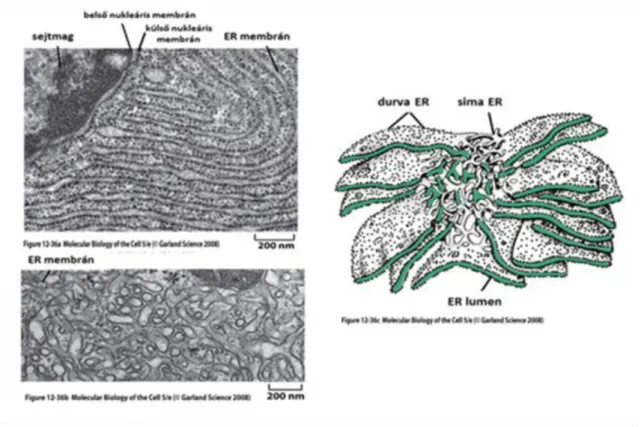 3.7. ábra - A sima és durva endoplazmatikus retikulum elekrtonmikroszkópos felvételei  és sematikus ábrázolása