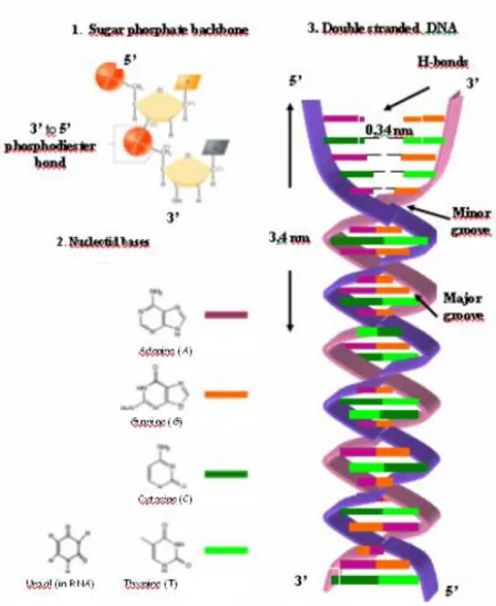 Figure 7. Structure of DNA . 