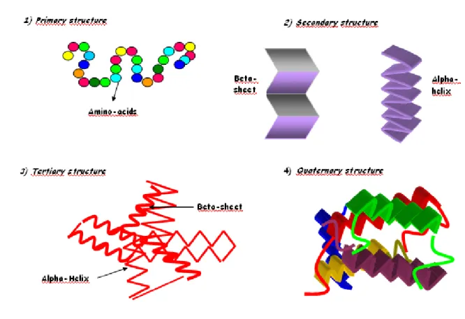 Figure 10. Structure of proteins .  