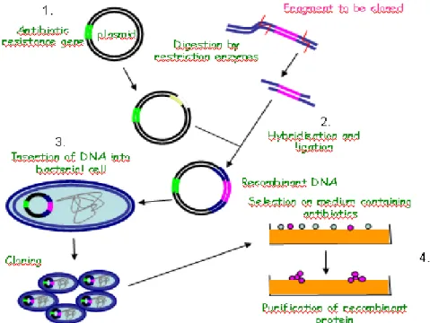 Figure 11.  Generating recombinant DNA  