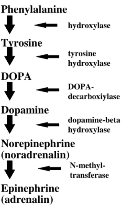 Figure 1. Synthesis of epinephrine 