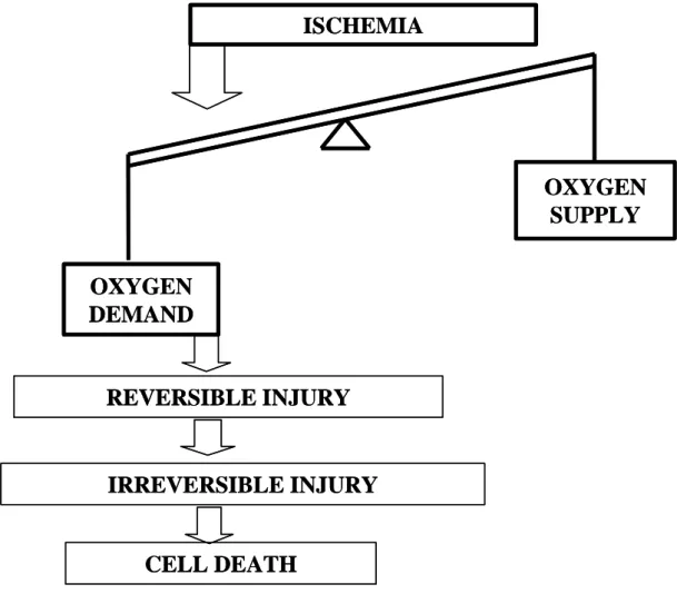 Figure 2. The duration of ischemia leads to reversible or irreversible injury. 