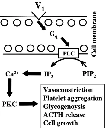Figure 9. Vasoconstriction via V 1  receptors. 