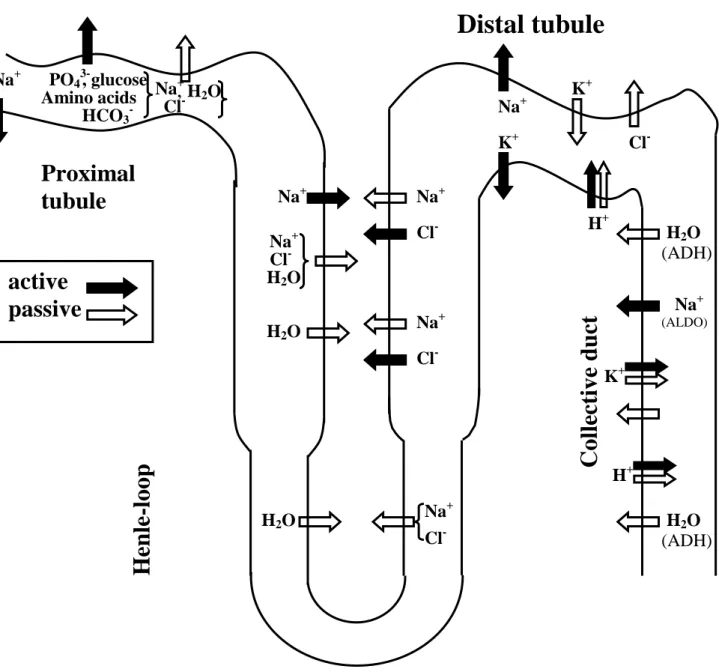 Figure 12. Active and passive transports in the different sections of the nephron. 