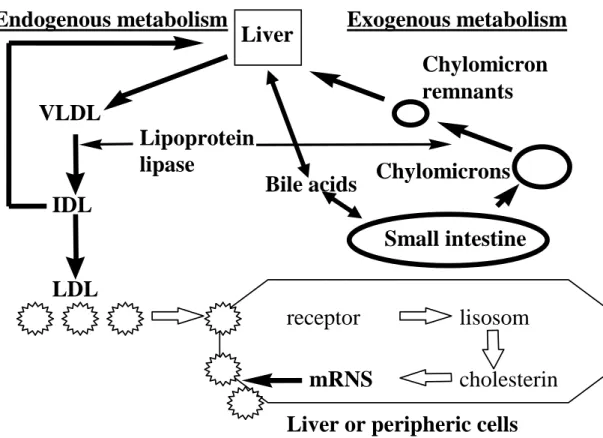 Figure 13. The exogenous and endogenous lipid metabolism. Chylomicron remnants are  formed from chylomicrons and VLDL synthesized by the liver