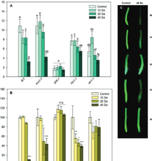 Fig. 3.  Primary root length (A) and meristem cell viability (B) of control and Se-treated WT, aux1-7 (auxin-resistant), ipt6-1 