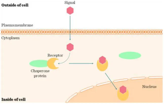 Figure I.1-2: Intracellular receptor signaling