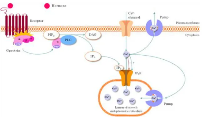 Figure I.4-5: IP3 receptor pathway