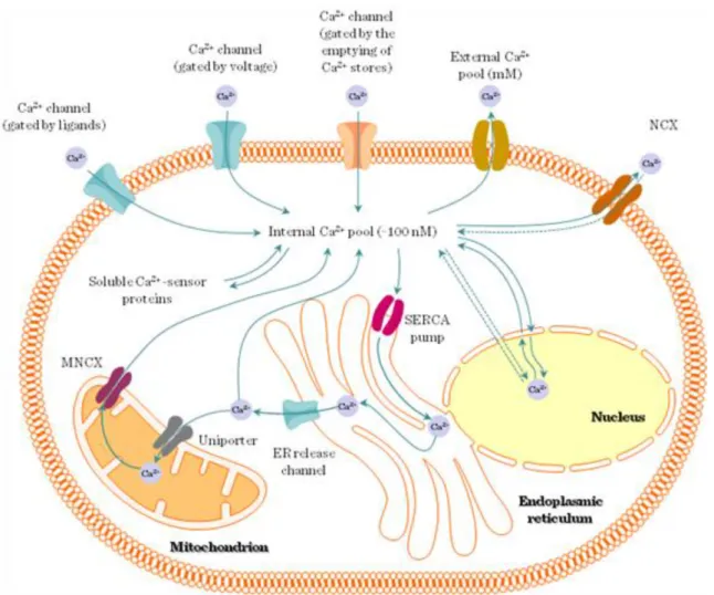 Figure I.4-7: Intra/extracellular compartments of Ca2+-signaling, Ca2+-channels