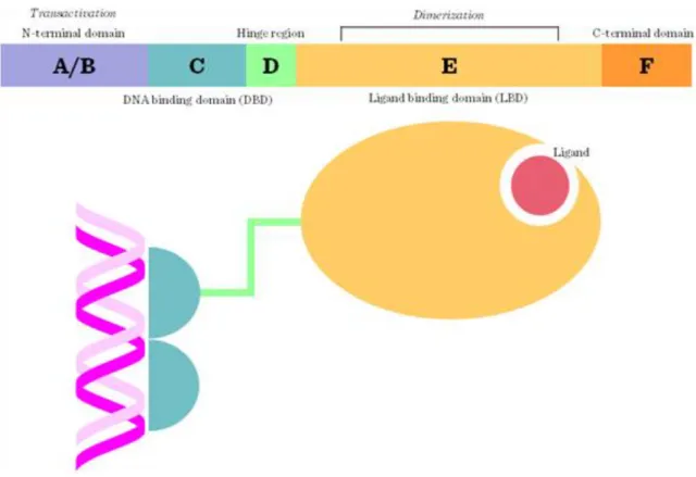 Figure I.4-10: Functional domains of transcription factors