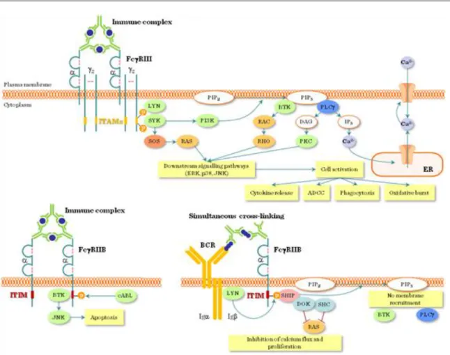 Figure II.1-9: Activator and inhibitory Fcγ receptor signaling