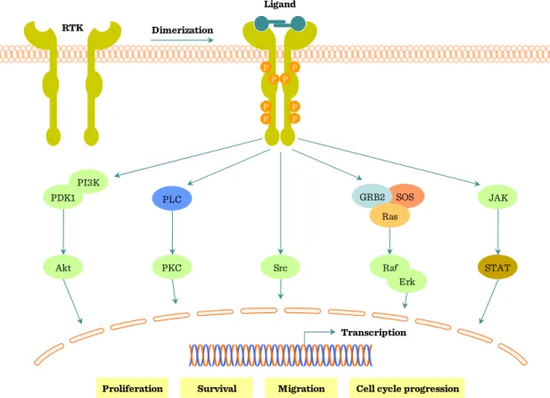Figure I.2-11: Receptor tyrosine kinase (RTK) signaling 