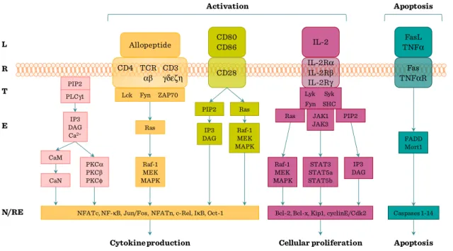 Figure II.1-6: T cell activation pathways 