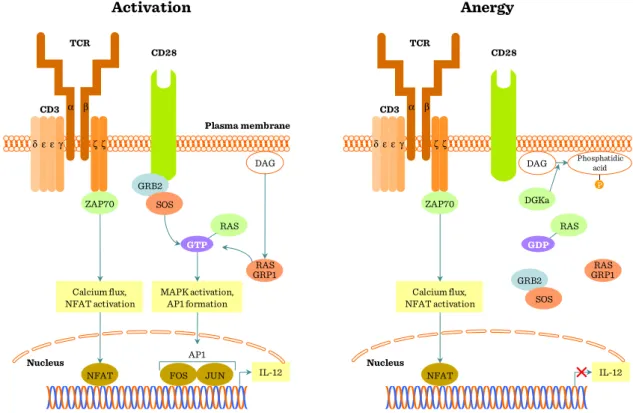 Figure II.1-7: Co-stimulatory pathways regulate the TcR signal 