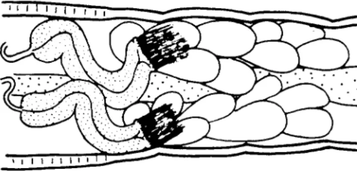 FIG. 7. Sperm funnels and seminal vessicles of  Lumbricillus lineatus. 