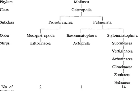 FIG. 1. An outline classification of British land mollusca based on Thiele, 1931-1935