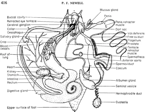 FIG. 3. General anatomy of a snail, Helix aspersa, with the animal dissected so that the  mantle lies to the left