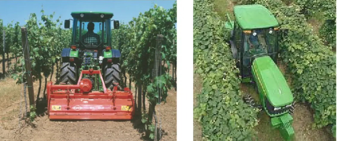 Figure 1.1 Machines moving between the rows The following is a list of the various plantation types.