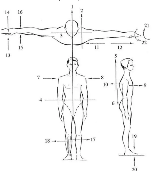 1.1. ábra - Az emberi test főbb síkjai és irányai