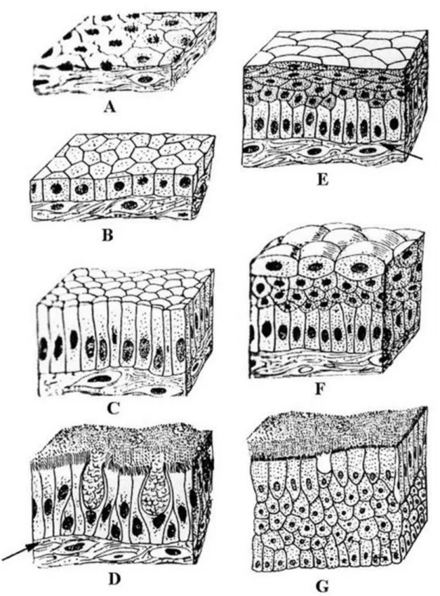 Egyrétegű köbhám (3.1. ábra, B. kép): A kockához hasonló hámsejtek szorosan egymás mellé rendeződnek