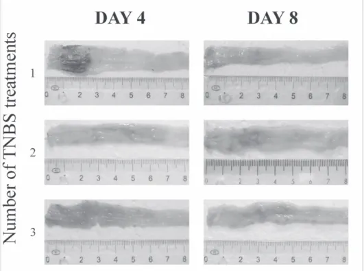 Figure 1 Representative micrographs of the inflamed segment of the colon from  TNBS-treated rats after 4 and 8 day induction of colitis