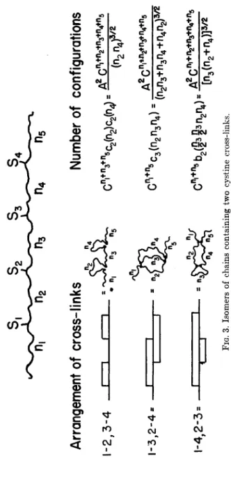FIG. 3. Isomers of chains containing two cystine cross-links. 