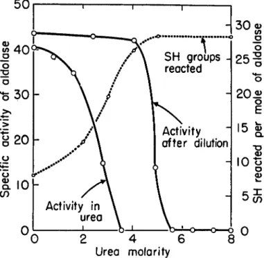 FIG. 1. Effect of urea on the catalytic activity and reactivity of —SH groups of  aldolase