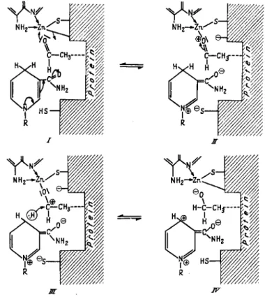 FIG. 8. Postulated mechanism of action of yeast-ADH. R = adenosinediphosphate- adenosinediphosphate-ribose