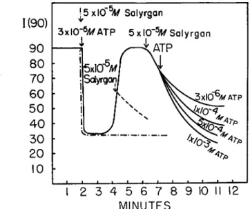 FIG.  1 0 . The effect of salyrgan in the ATP-AM system. Light scattering experi- experi-ments