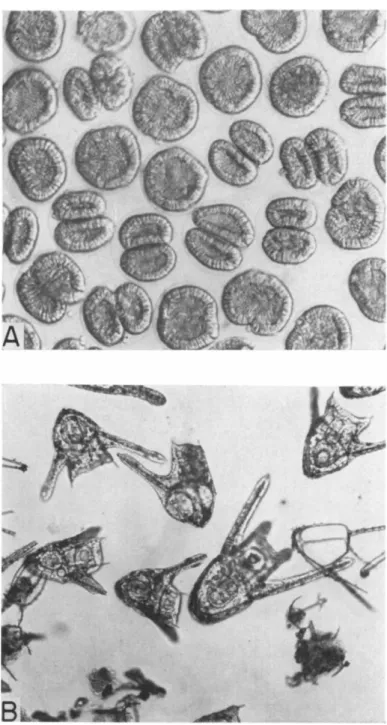 FIG. 6.  A . Twin blastula produced by Dendraster eggs that have cleaved in  0.1 M mercaptoethanol