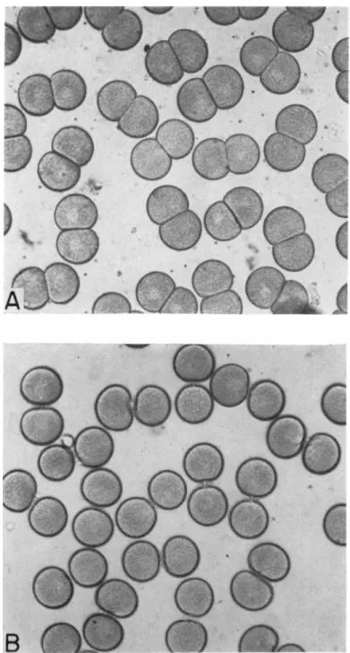 FIG. 7. The effect of mercaptoethanol on blastomere interaction in the cleavage  of Dendraster egg