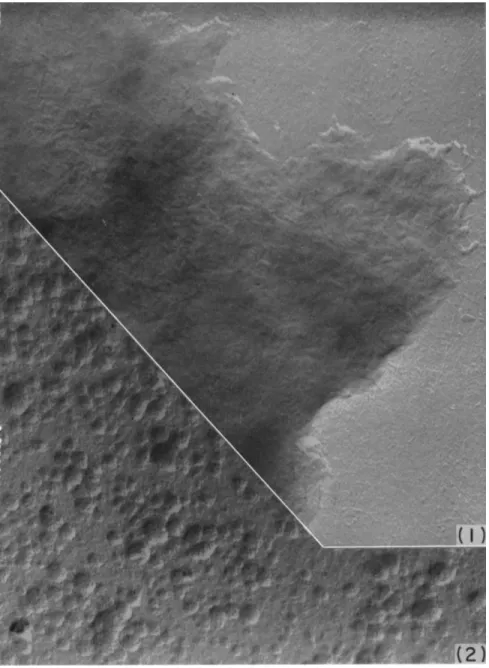 FIG. 1 (Top). Isolated cell wall fragment from Candida albicans strain 806 as seen  in electron microscope ; 50,000 X
