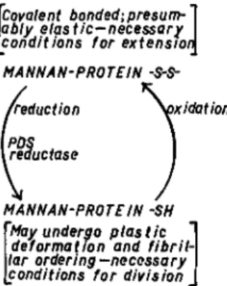 FIG. 3. Outline of role of protein disulfide (PDS) reductase in chain of events re- re-sulting in cellular division in yeasts
