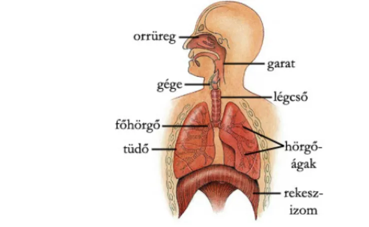 1. ábra:  A légz ı rendszer vázlatos anatómiája 