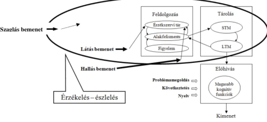 1. ábra Az emberi szervezet érzékelés és észlelés rendszerének információs rendszer modellje  A környezet hatásaiban az érzékelésnek és az észlelésnek némileg eltér ő  tulajdonságai vannak