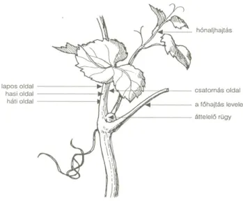 9. kép  Az áttelelő rügy és hónaljhajtás a szőlő szárán/hajtáson (Bényei 1999)  A szőlő téli rügye összetett vegyes rügy