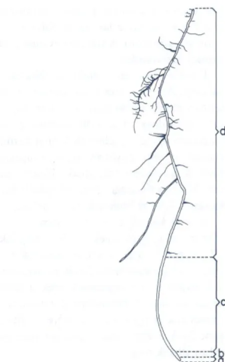 15. kép  A járulékos gyökér képződése az interfascikuláris kambiumból (Bényei 1999) 