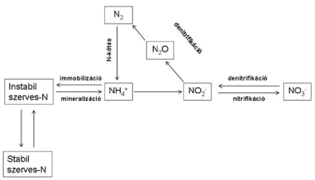 A nitrogén szárazföldi és vizi körforgalmát az 1. ábra mutatja be ( Griffiths, 1998 nyomán).
